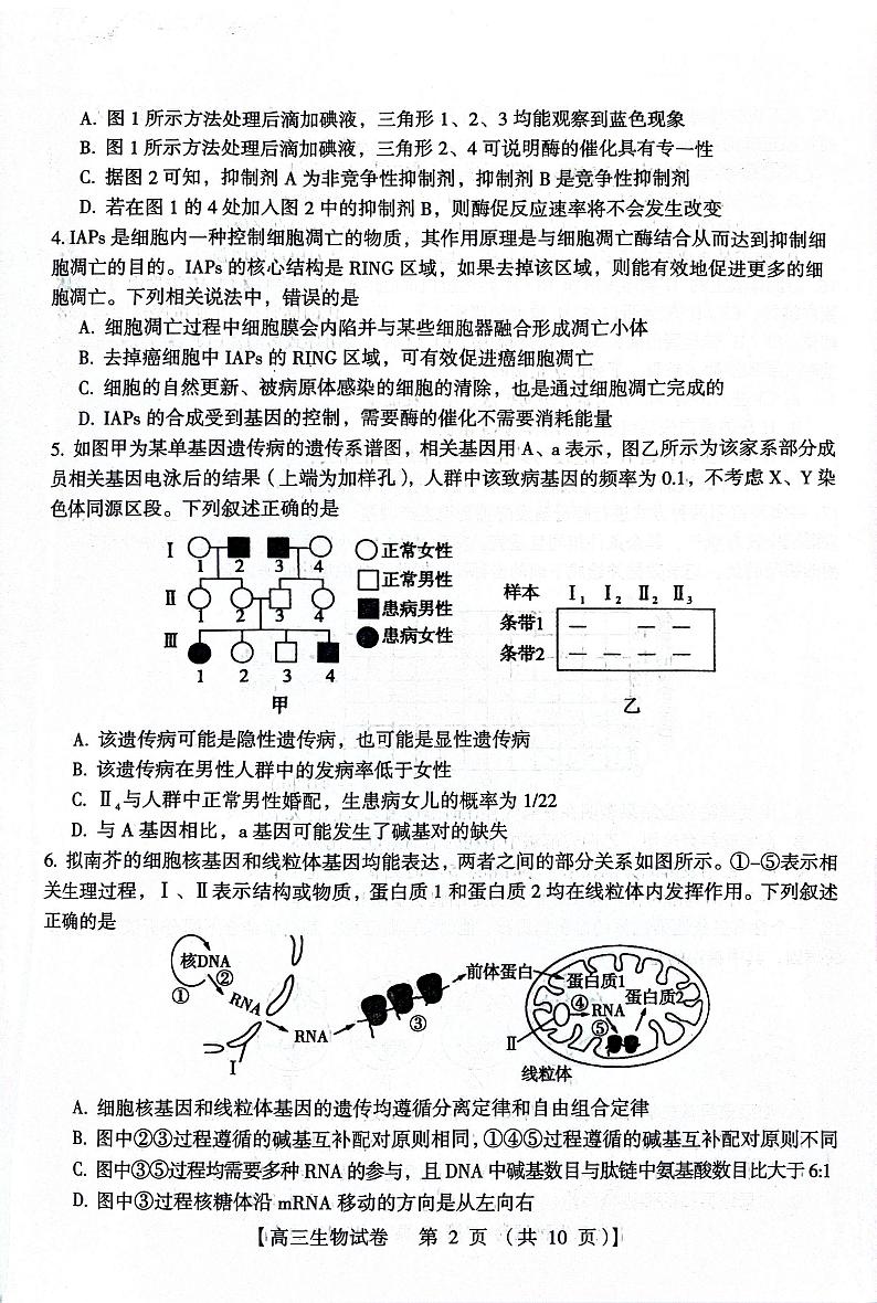 河南省三门峡市2023-2024学年高三上学期期末考试生物试卷（PDF版附答案）第2页