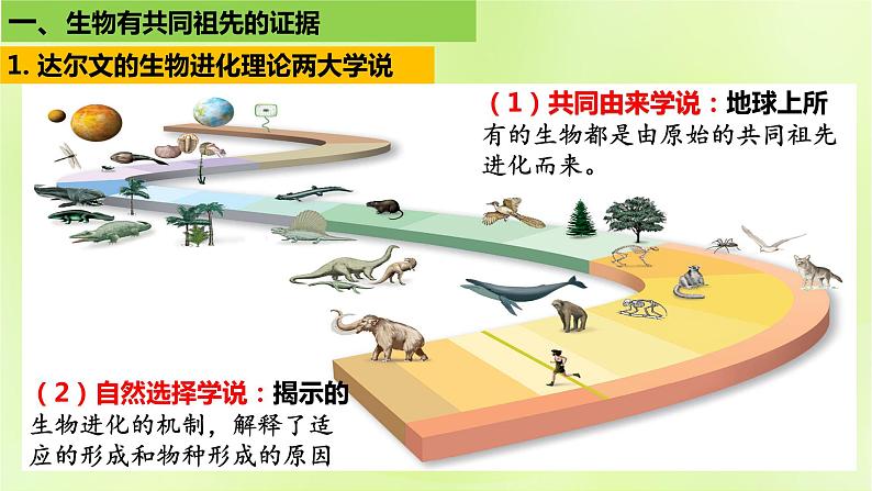 新教材同步备课2024春高中生物第6章生物的进化6.1生物有共同祖先的证据课件新人教版必修2第7页