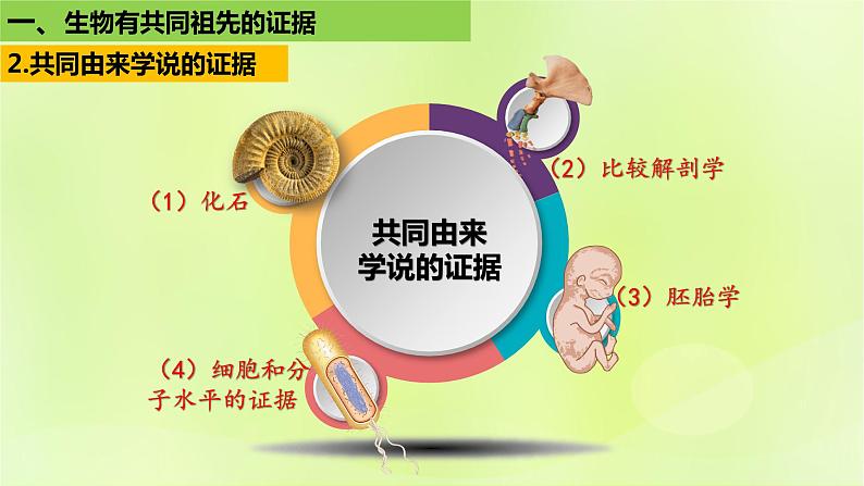 新教材同步备课2024春高中生物第6章生物的进化6.1生物有共同祖先的证据课件新人教版必修2第8页