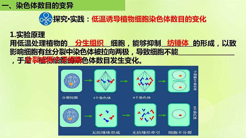 新教材同步备课2024春高中生物第5章基因突变及其他变异5.2染色体变异第2课时课件新人教版必修2第3页