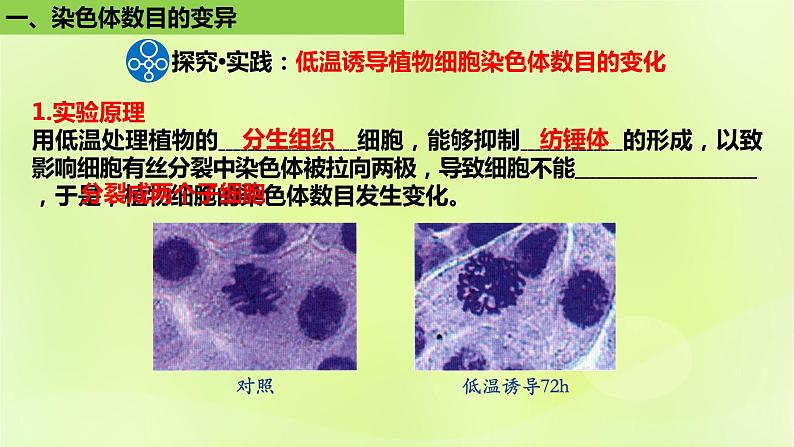 新教材同步备课2024春高中生物第5章基因突变及其他变异5.2染色体变异第2课时课件新人教版必修2第4页