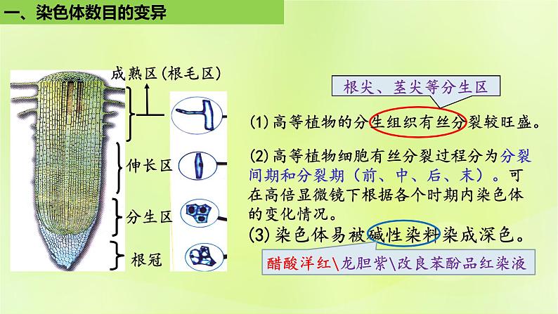 新教材同步备课2024春高中生物第5章基因突变及其他变异5.2染色体变异第2课时课件新人教版必修2第5页