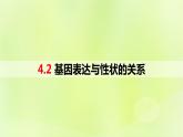 新教材同步备课2024春高中生物第4章基因的表达4.2基因表达与性状的关系课件新人教版必修2