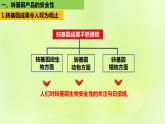新教材同步备课2024春高中生物第4章生物技术的安全性与伦理问题4.1转基因产品的安全性课件新人教版选择性必修3