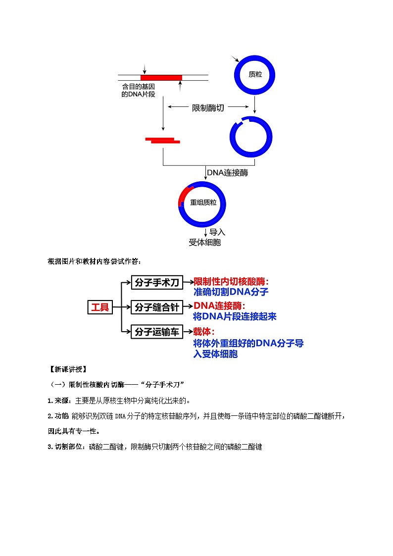 新教材同步备课2024春高中生物第3章基因工程3.1重组DNA技术的基本工具教案新人教版选择性必修303