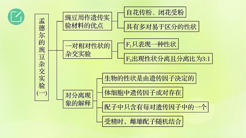 2024春高中生物第1章遗传因子的发现1.1孟德尔的豌豆杂交实验一第1课时课件新人教版必修2第2页