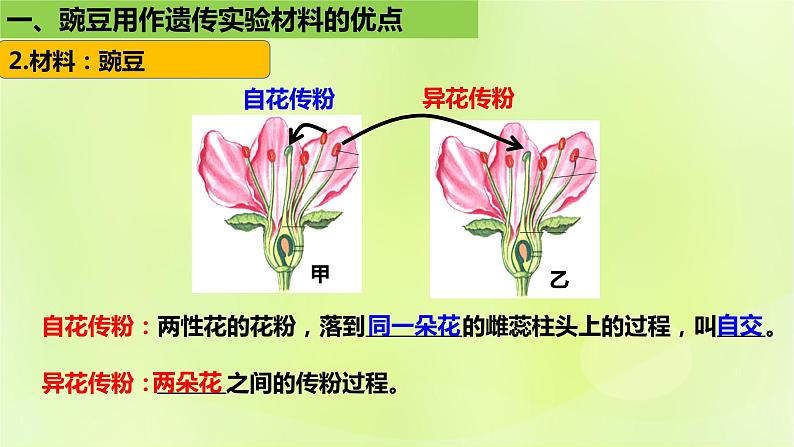 2024春高中生物第1章遗传因子的发现1.1孟德尔的豌豆杂交实验一第1课时课件新人教版必修2第8页