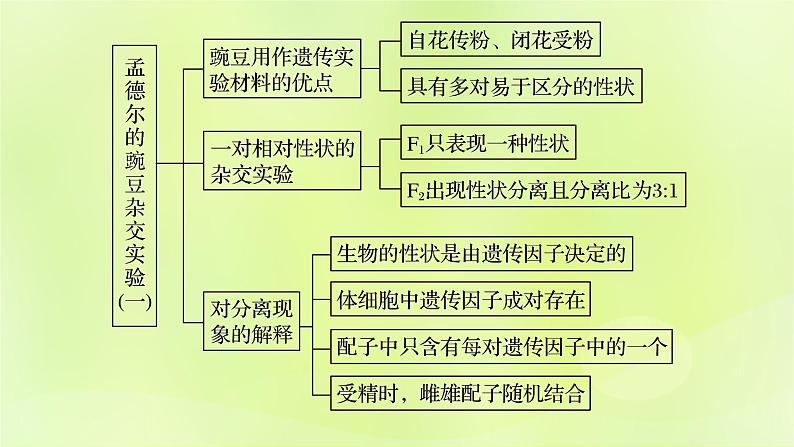 2024春高中生物第1章遗传因子的发现1.1孟德尔的豌豆杂交实验一第4课时课件新人教版必修2第2页