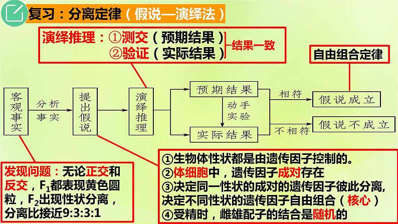 2024春高中生物第1章遗传因子的发现1.2孟德尔的豌豆杂交实验二第2课时课件新人教版必修2第3页