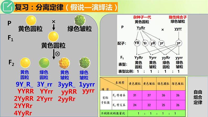 2024春高中生物第1章遗传因子的发现1.2孟德尔的豌豆杂交实验二第2课时课件新人教版必修2第4页