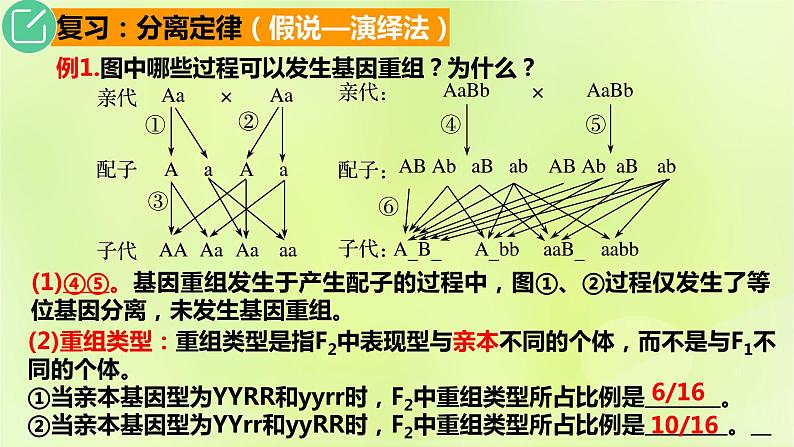 2024春高中生物第1章遗传因子的发现1.2孟德尔的豌豆杂交实验二第2课时课件新人教版必修2第5页