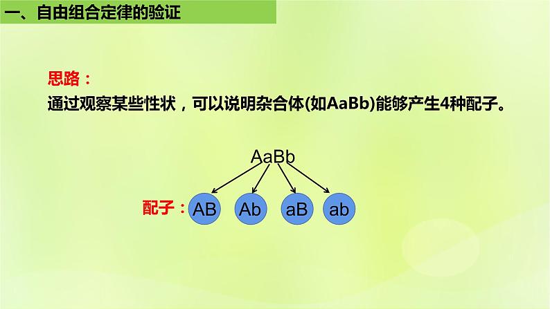 2024春高中生物第1章遗传因子的发现1.2孟德尔的豌豆杂交实验二第2课时课件新人教版必修2第6页