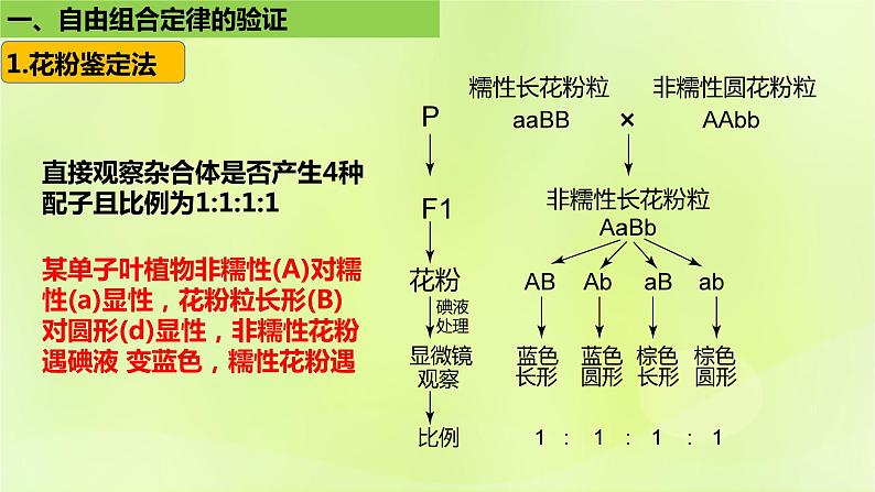 2024春高中生物第1章遗传因子的发现1.2孟德尔的豌豆杂交实验二第2课时课件新人教版必修2第7页