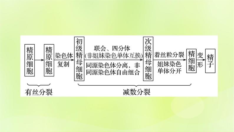 2024春高中生物第2章基因和染色体的关系2.1减数分裂和受精作用第1课时课件新人教版必修202