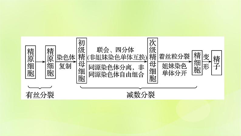 2024春高中生物第2章基因和染色体的关系2.1减数分裂和受精作用第1课时课件新人教版必修202