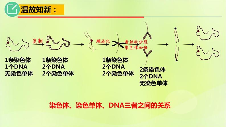 2024春高中生物第2章基因和染色体的关系2.1减数分裂和受精作用第1课时课件新人教版必修205