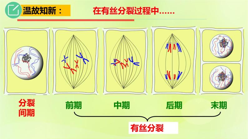 2024春高中生物第2章基因和染色体的关系2.1减数分裂和受精作用第1课时课件新人教版必修207