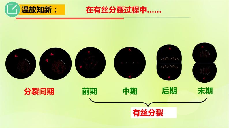 2024春高中生物第2章基因和染色体的关系2.1减数分裂和受精作用第1课时课件新人教版必修208