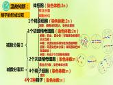 2024春高中生物第2章基因和染色体的关系2.1减数分裂和受精作用第2课时课件新人教版必修2