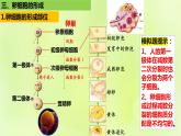 2024春高中生物第2章基因和染色体的关系2.1减数分裂和受精作用第2课时课件新人教版必修2