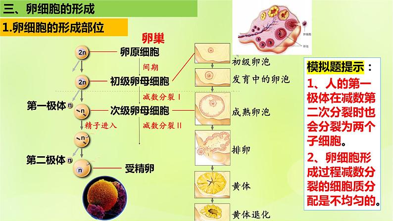 2024春高中生物第2章基因和染色体的关系2.1减数分裂和受精作用第2课时课件新人教版必修2第4页