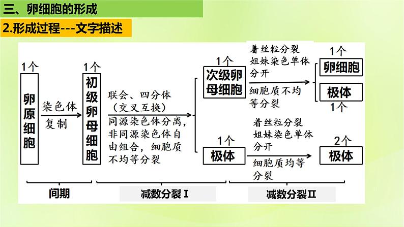 2024春高中生物第2章基因和染色体的关系2.1减数分裂和受精作用第2课时课件新人教版必修2第5页