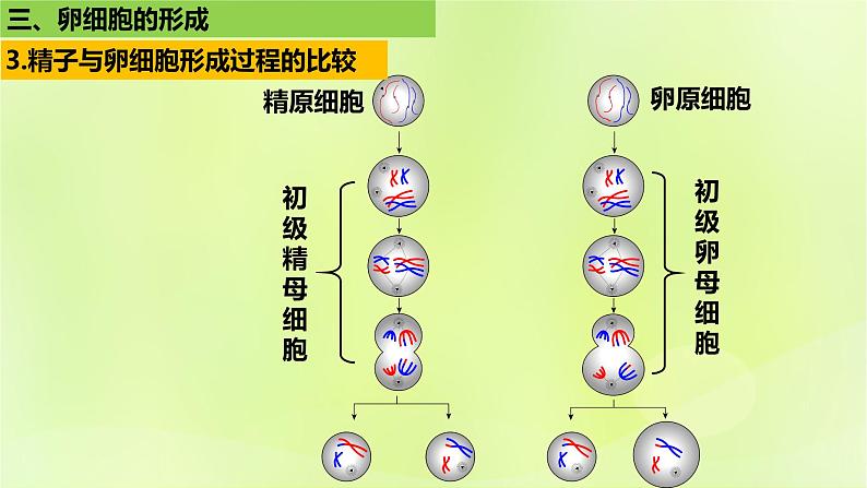 2024春高中生物第2章基因和染色体的关系2.1减数分裂和受精作用第2课时课件新人教版必修2第7页