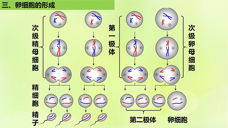 2024春高中生物第2章基因和染色体的关系2.1减数分裂和受精作用第2课时课件新人教版必修2第8页