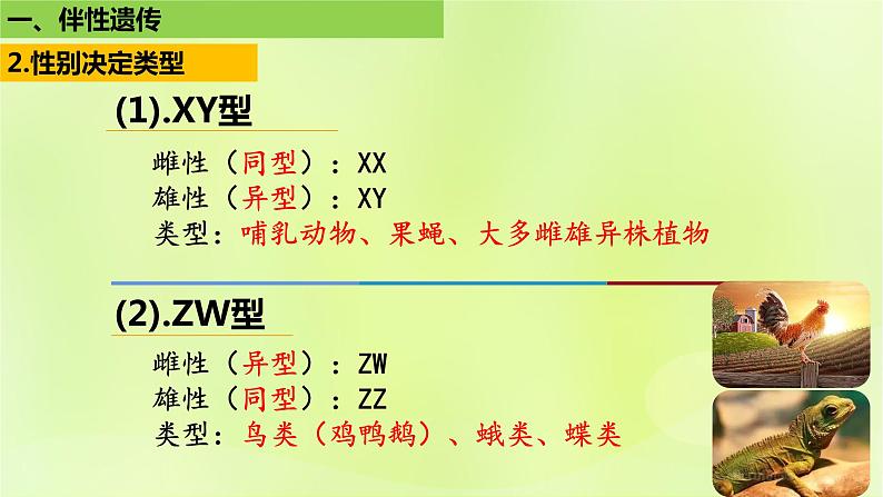 2024春高中生物第2章基因和染色体的关系2.3伴性遗传第1课时课件新人教版必修206