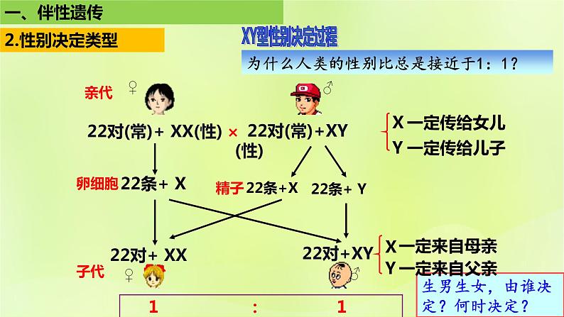 2024春高中生物第2章基因和染色体的关系2.3伴性遗传第1课时课件新人教版必修207