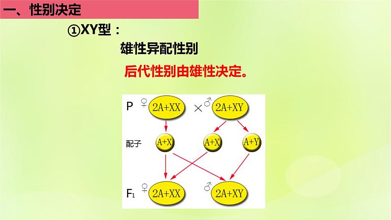 2024春高中生物第2章基因和染色体的关系2.3伴性遗传第3课时性别决定的类型课件新人教版必修206