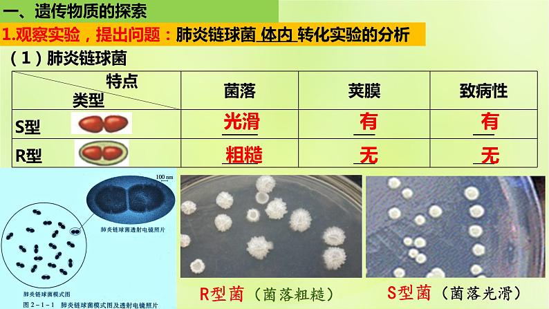 2024春高中生物第3章基因的本质3.1DNA是主要的遗传物质课件新人教版必修2第4页