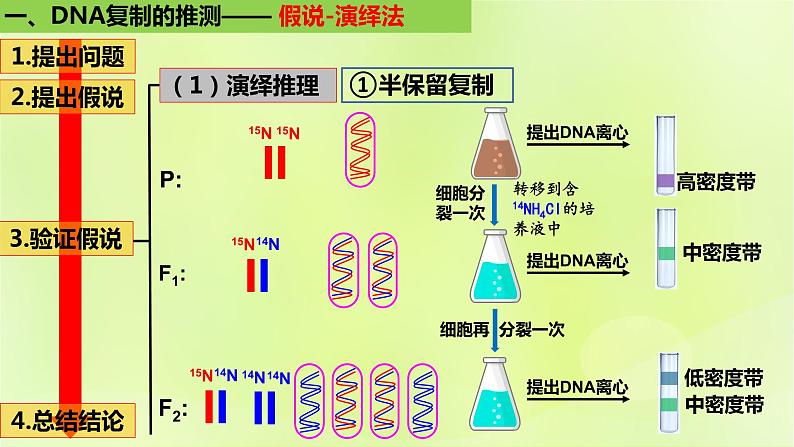 2024春高中生物第3章基因的本质3.3DNA的复制课件新人教版必修207