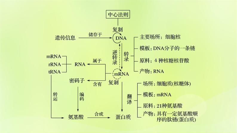 2024春高中生物第4章基因的表达4.1基因指导蛋白质的合成课件新人教版必修202