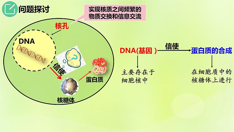 2024春高中生物第4章基因的表达4.1基因指导蛋白质的合成课件新人教版必修204