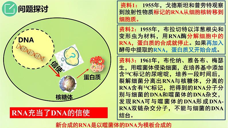 2024春高中生物第4章基因的表达4.1基因指导蛋白质的合成课件新人教版必修205