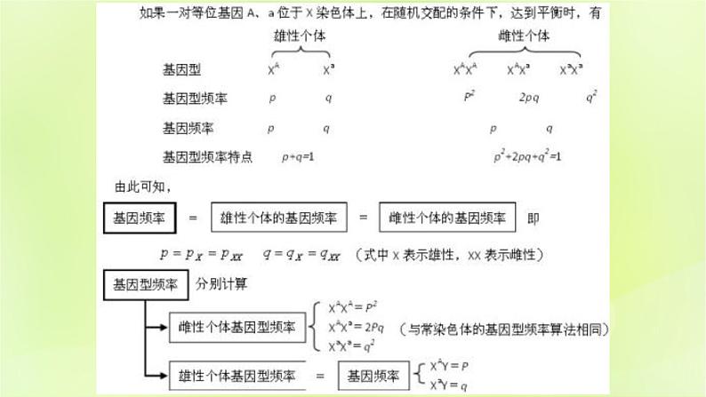 2024春高中生物第6章生物的进化6.3种群基因组成的变化与物种的形成6.3.1种群基因组成的变化第2课时课件新人教版必修2第2页