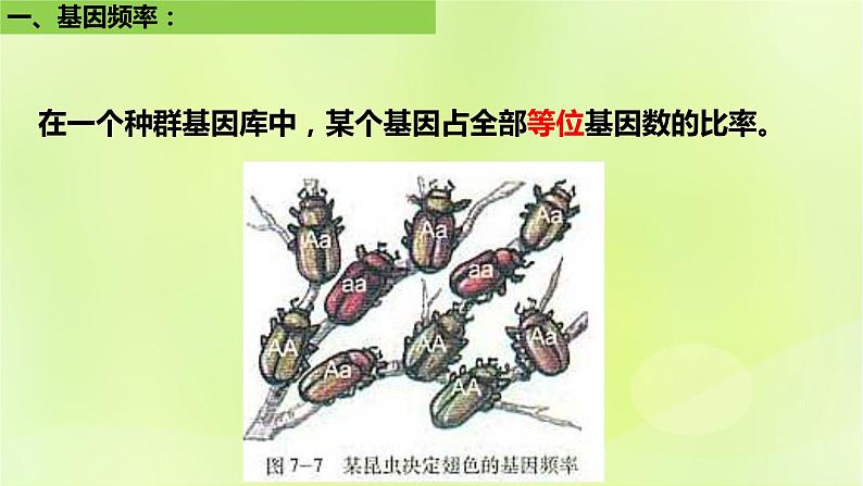 2024春高中生物第6章生物的进化6.3种群基因组成的变化与物种的形成6.3.1种群基因组成的变化第2课时课件新人教版必修2第3页