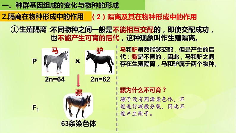 2024春高中生物第6章生物的进化6.3种群基因组成的变化与物种的形成6.3.2隔离在物种形成中的作用课件新人教版必修206