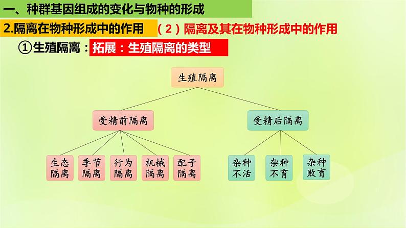 2024春高中生物第6章生物的进化6.3种群基因组成的变化与物种的形成6.3.2隔离在物种形成中的作用课件新人教版必修207