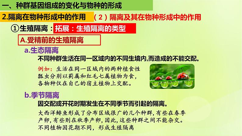 2024春高中生物第6章生物的进化6.3种群基因组成的变化与物种的形成6.3.2隔离在物种形成中的作用课件新人教版必修208