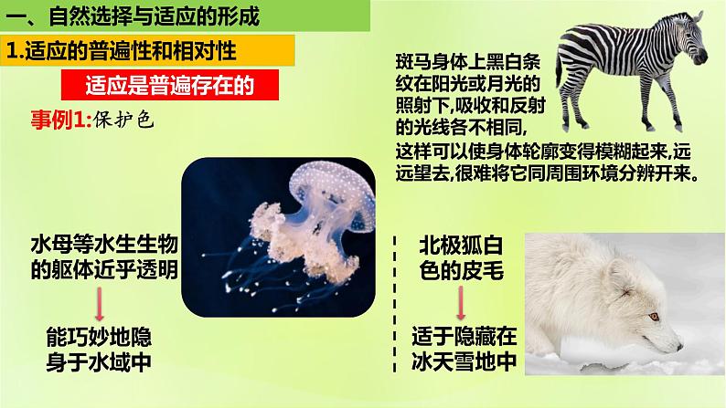 2024春高中生物第6章生物的进化6.2自然选择与适应性的形成课件新人教版必修2第4页
