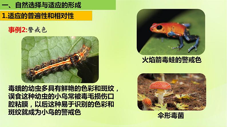 2024春高中生物第6章生物的进化6.2自然选择与适应性的形成课件新人教版必修2第5页