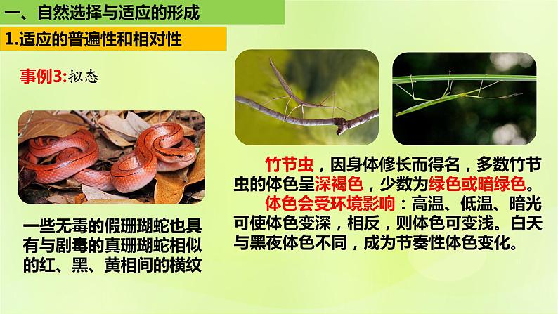 2024春高中生物第6章生物的进化6.2自然选择与适应性的形成课件新人教版必修2第6页