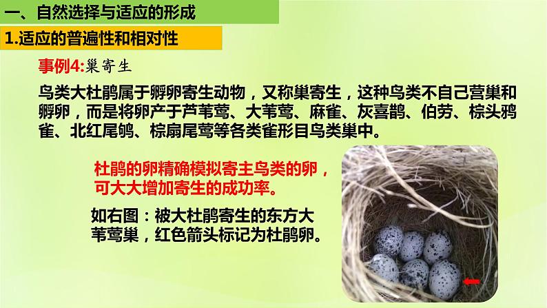 2024春高中生物第6章生物的进化6.2自然选择与适应性的形成课件新人教版必修2第7页