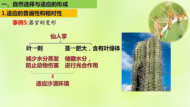 2024春高中生物第6章生物的进化6.2自然选择与适应性的形成课件新人教版必修2第8页