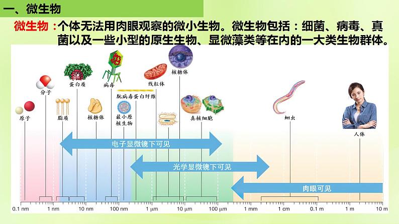 2024春高中生物第1章发酵工程第2节微生物的培养技术及应用1.2.1微生物的基本培养技术课件新人教版选择性必修3第5页