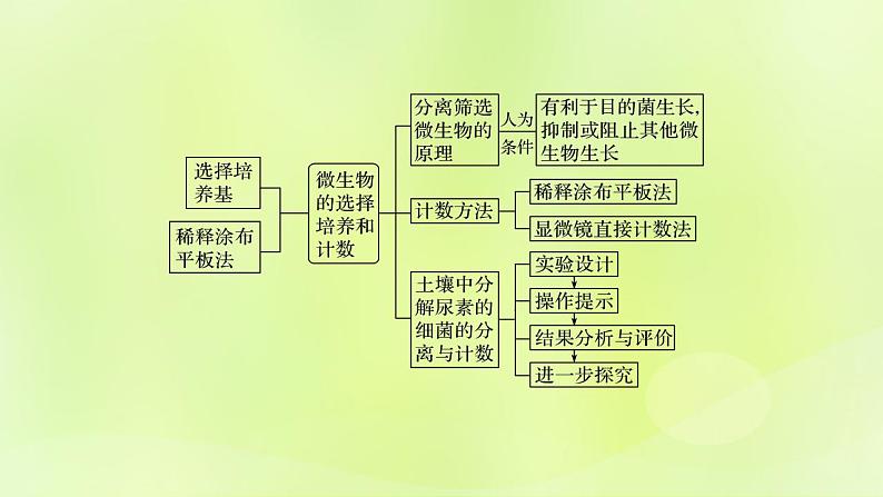 2024春高中生物第1章发酵工程第2节微生物的培养技术及应用1.2.2微生物的选择培养和计数课件新人教版选择性必修3第2页