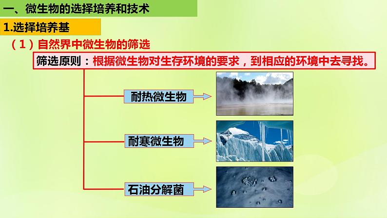 2024春高中生物第1章发酵工程第2节微生物的培养技术及应用1.2.2微生物的选择培养和计数课件新人教版选择性必修3第4页