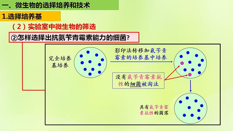 2024春高中生物第1章发酵工程第2节微生物的培养技术及应用1.2.2微生物的选择培养和计数课件新人教版选择性必修3第6页